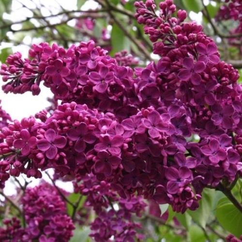 Syringa vulgaris 'Andenken an Ludwig Späth' - Orgona (lila)