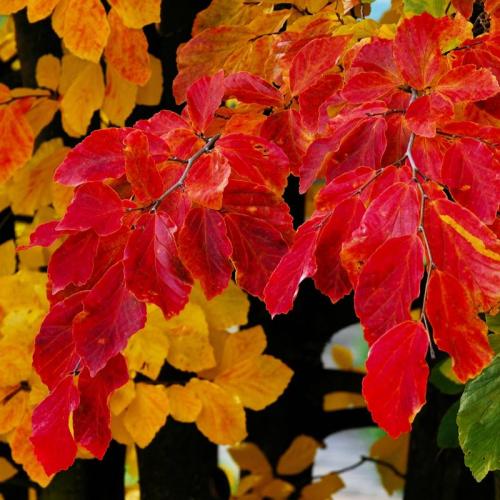 Parrotia ’Vanessa’ (k2, Konténeres)