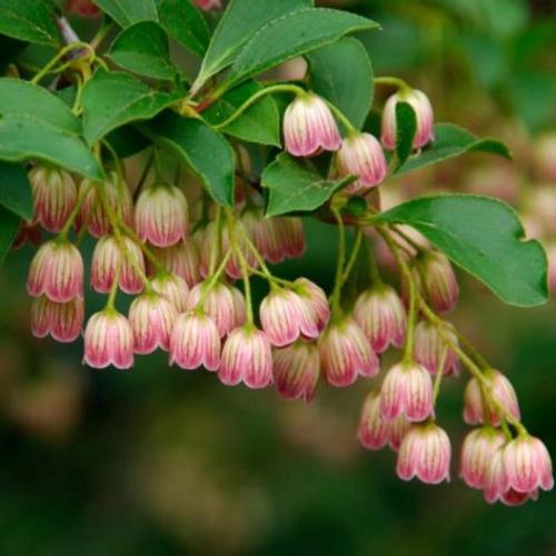 Enkianthus campanulatus 'Red Bells' - Csengőbojt