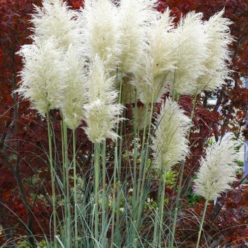 Cortaderia selloana 'White Feather' - Ezüstös pampafű (fehér) (k5, Konténeres)