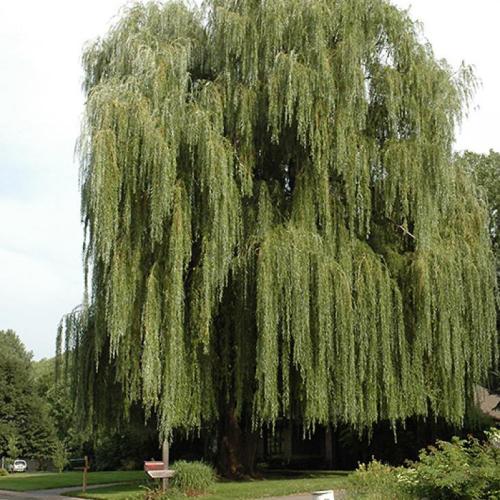 Salix alba 'Tristis' (k9, Konténeres)