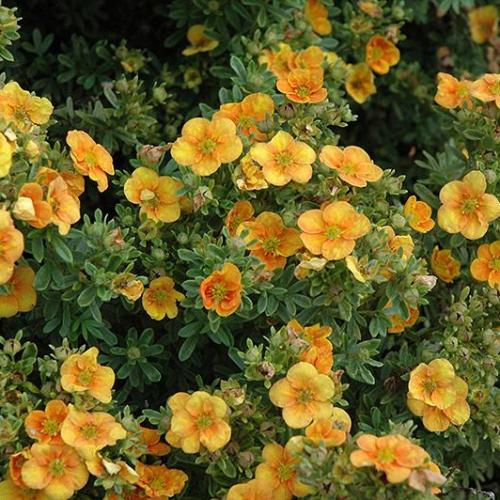 Potentilla fruticosa ’Mango Tango’ - Cserjés pimpó