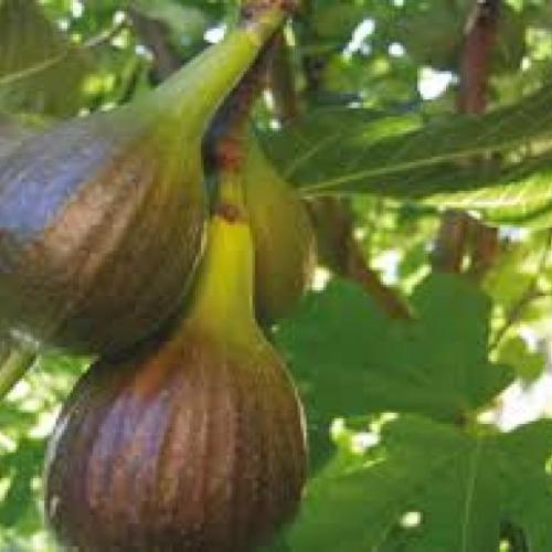 Ficus carica (k2, Konténeres)