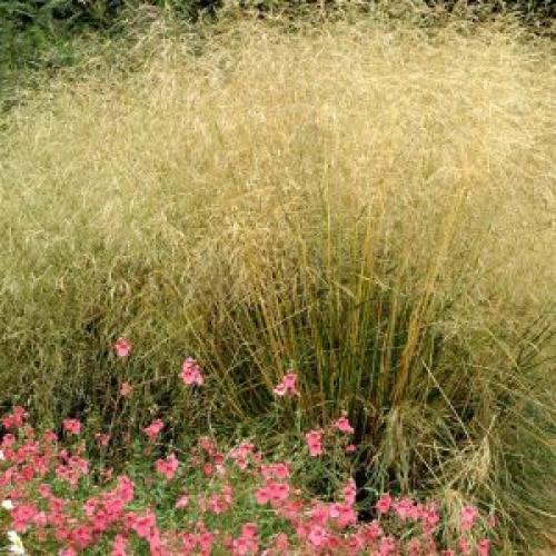 Deschampsia cespitosa 'Goldtau' - Gyepes sédbúza (k1,5, Konténeres)