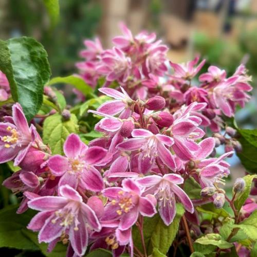 Deutzia x hybrida ’Strawberry Fields’ - Gyöngyvirágcserje