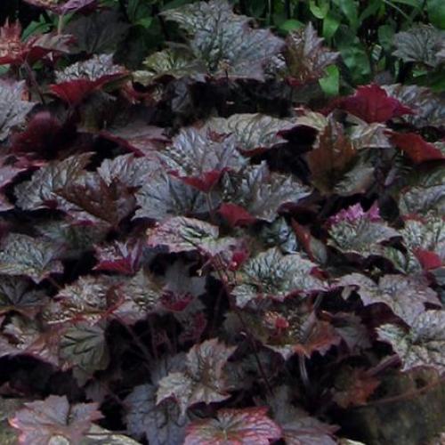 Heuchera micrantha ’Palace purple’  - Tűzeső