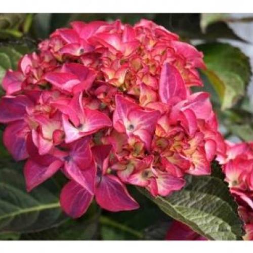 Hydrangea macrophylla ’Red Angel’  - Kerti Hortenzia (2 l-es konténerben)