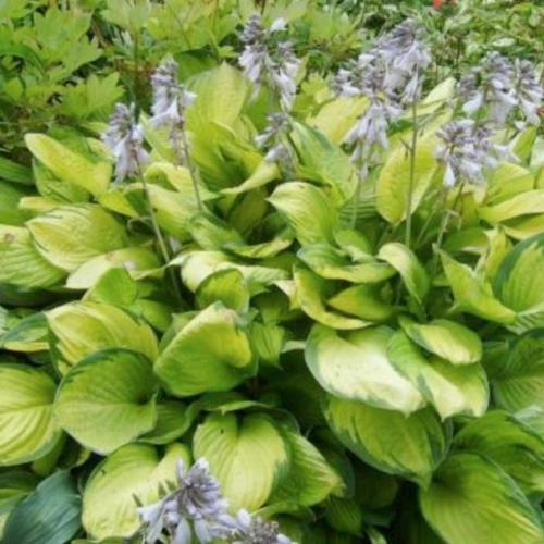 Hosta fortunei  ’Gold Standard’ - Árnyékliliom (k2, Konténeres)