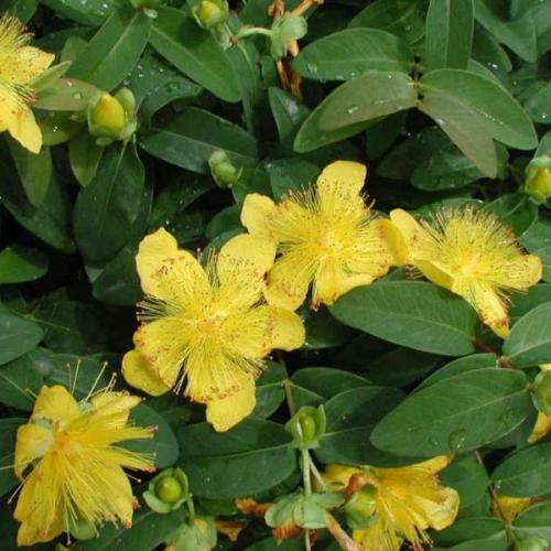 Hypericum calycinum - Örökzöld orbáncfű