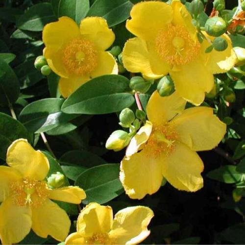 Hypericum patulum ’Hidcote’  - Japán orbáncfű (1,5 l-es konténerben)