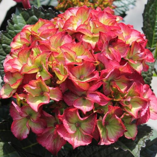 Hydrangea macrophylla ’Dark Angel’ - Kerti hortenzia (2 l- es konténerben)