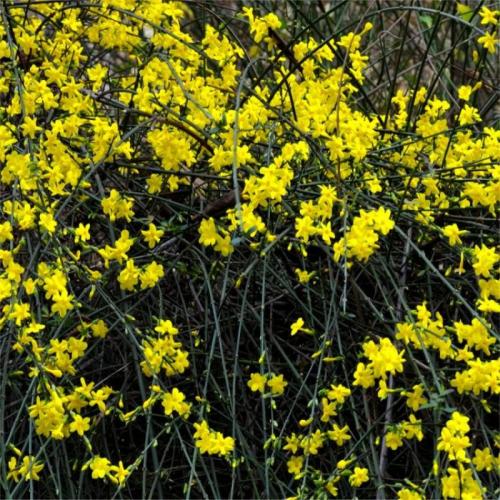 Jasminum nudiflorum - Téli jázmin (2 l-es konnténerben)