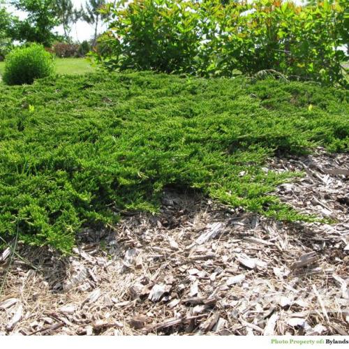 Juniperus horizontalis 'Price of Wales' - Terülő henye boróka