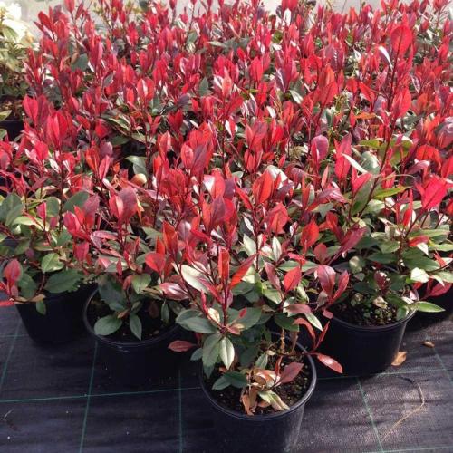 Phoetinia ’Little Red Robin’ - Korallberkenye