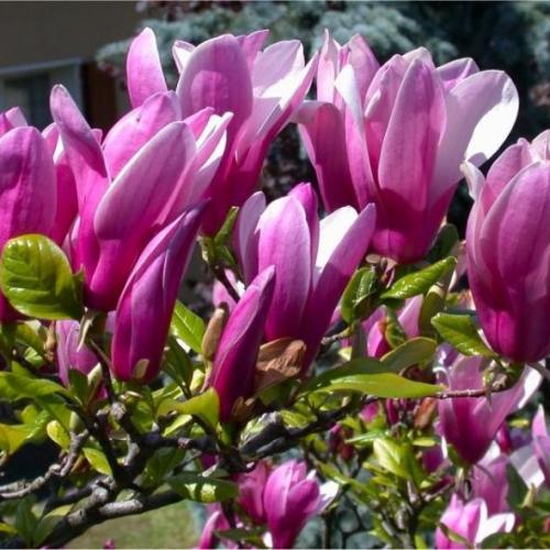 Magnolia soulangeana ’Susan’ - Rózsaszín magnólia, liliomfa