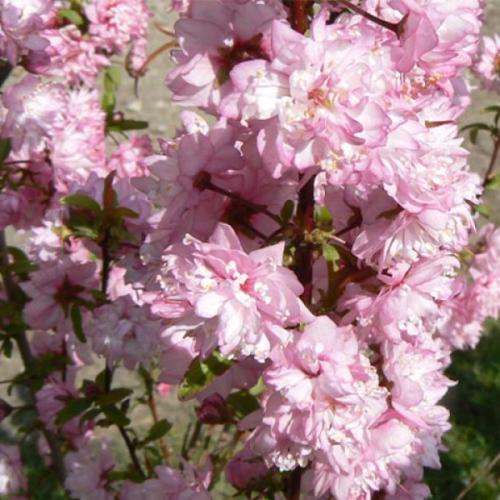 Prunus glandulosa ’Sinensis Rosea’ - Babarózsa (rózsaszín)