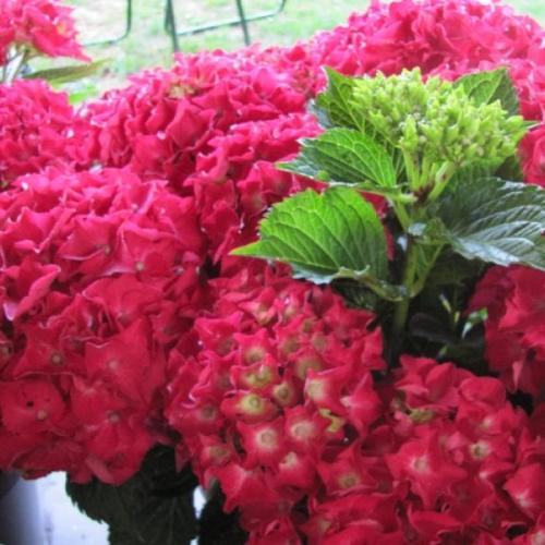 Hydrangea macrophylla ’Hot Red’  - Kerti hortenzia (2 l-es konténerben)