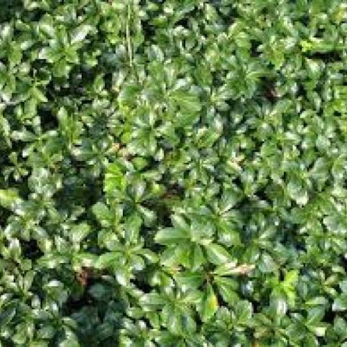Pachysandra terminalis 'Green sheen' (9x9, Konténeres)