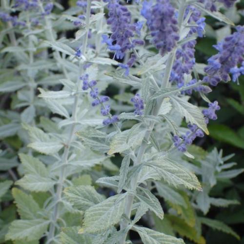Perovskia atriplicifolia ’Silvery Blue’ - Sudárzsálya