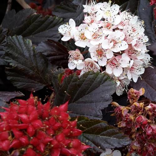 Physocarpus opulus ’Red Baron’ (k2, Konténeres)