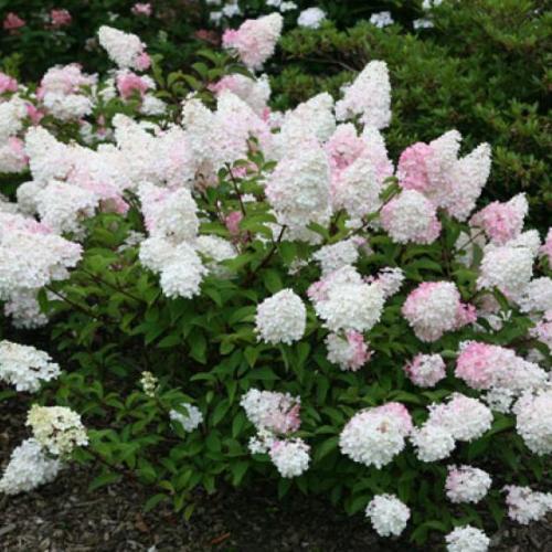 Hydrangea paniculata ’Vanille Fraise’ (2 l- es konténerben)