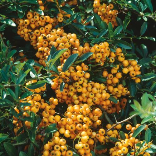 Pyracantha ’Golden charmer’ (k2, Konténeres)
