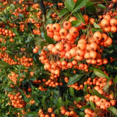 Pyracantha ’Orange glow’ (k2, Konténeres)