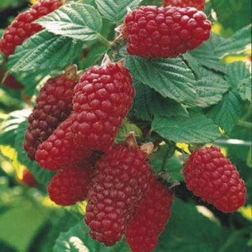 Rubus tayberry 'Buckingham'  - Szedermálna (k2, Konténeres)