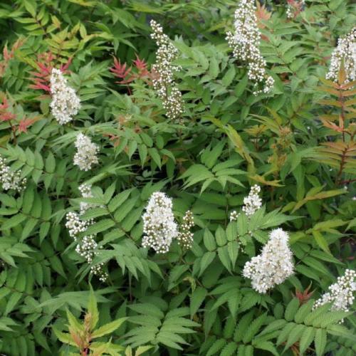 Sorbaria sorbifolia (k2, Konténeres)