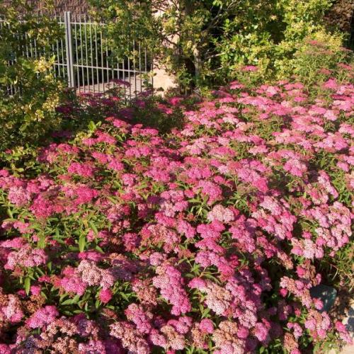 Spiraea bumalda 'Anthony Waterer' -  Japán gyöngyvessző