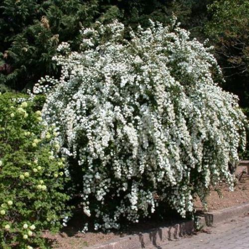 Spiraea x vanhouttei - Kerti gyöngyvessző
