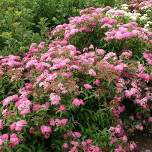 Spiraea japonica 'Little princess' - Japán gyöngyvessző