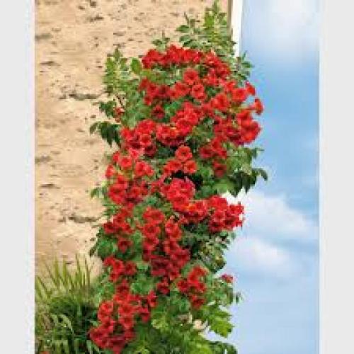 Campsis radicans ’Stromboli’ - Trombitafolyondár (vörös, k5,6, Konténeres)