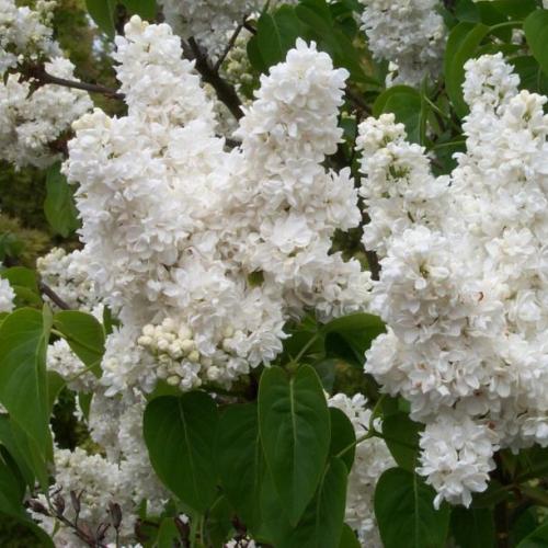 Syringa vulgaris 'Mme Lemoine' - Orgona (fehér)