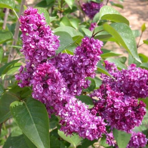 Syringa vulgaris 'Charles Jolly' - Orgona