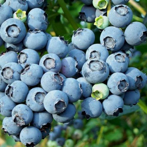 Vacciium corymbosum (kékáfonya) 'Blue Jay' (k2, Konténeres)