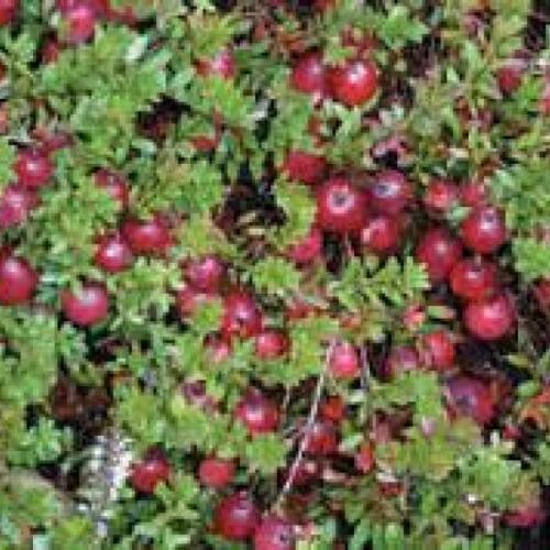 Vaccinium macrocarpon  'Big Pearl' (k2  Konténeres) - Tőzegáfonya