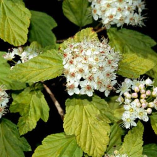 Physocarpus opulus ’Luteus’ (k2, Konténeres)