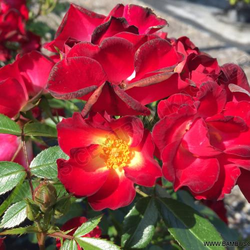 Rosa 'Everglow Ruby'  - Rózsa