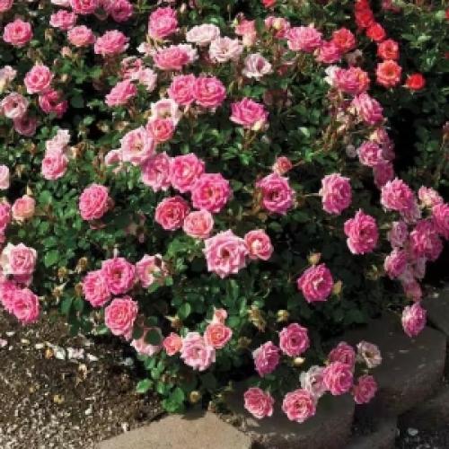 Rosa 'Miniature Pink'  - Talajtakaró rózsa (rózsaszín, teltvirágú)