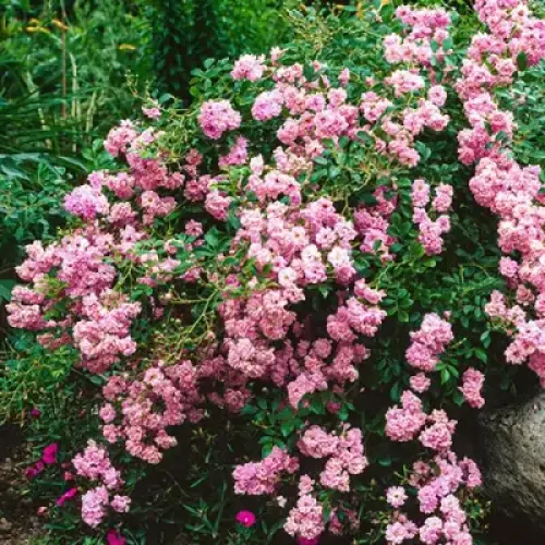 Rosa 'The Fairy Pink'  - Talajtakaró rózsa (rózsaszín)