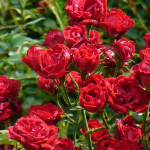 Rosa 'Red Cascade' - Talajtakaró rózsa