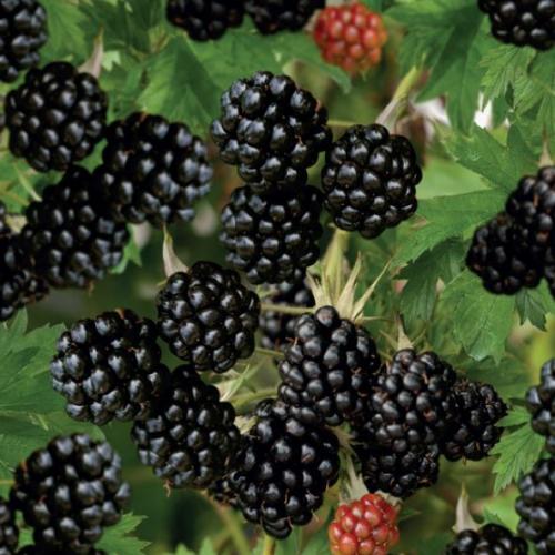 Rubus fruticosus 'Thornless Evergreen'  - Szeder (k3, Konténeres, tüskementes)