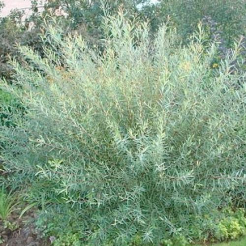 Salix purpurea 'Nana' - Törpe csigolyafűz