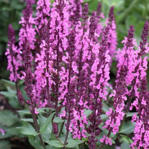 Salvia nemorosa 'Midnight Rose' - Ligeti zsálya