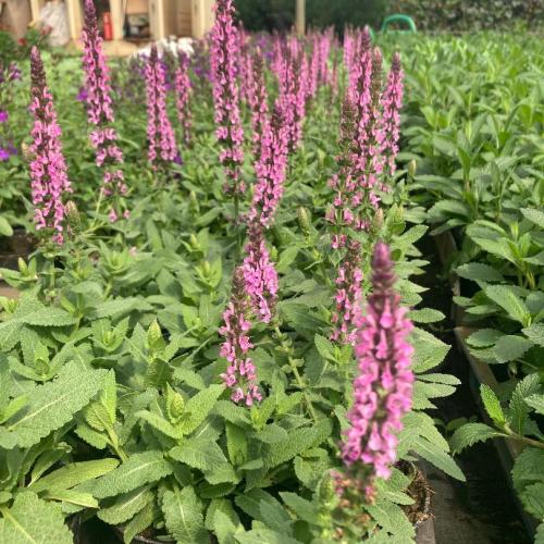 Salvia nemorosa 'Sensation Compact Bright Rose' - Ligeti zsálya