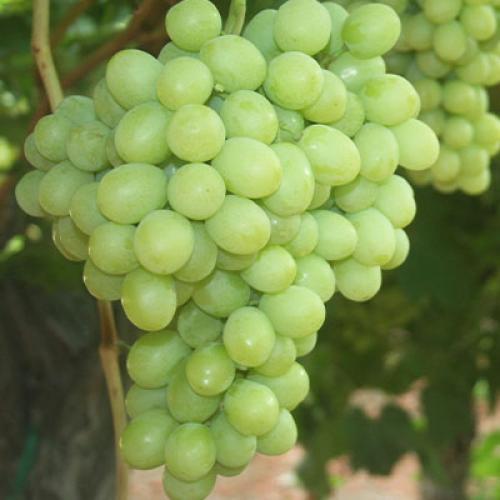 'Sugarone' magnélküli csemegeszőlő oltvány