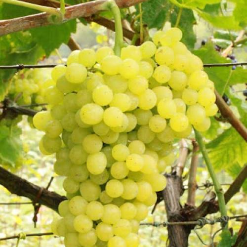 Csemegeszőlő oltvány ‘Sultanina bianca' (fehér magnélküli)