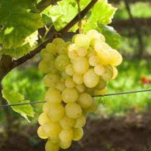 'Szőlőskertek királynője' csemegeszőlő oltvány