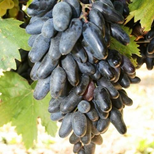 Csemegeszőlő  ‘Suvenir' (kék)